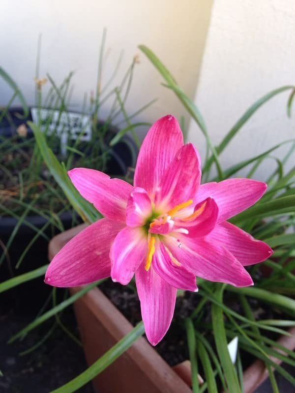 Pretty imported  Rain lily Pink Flower Bulbs Pack of 10+ Bulbs