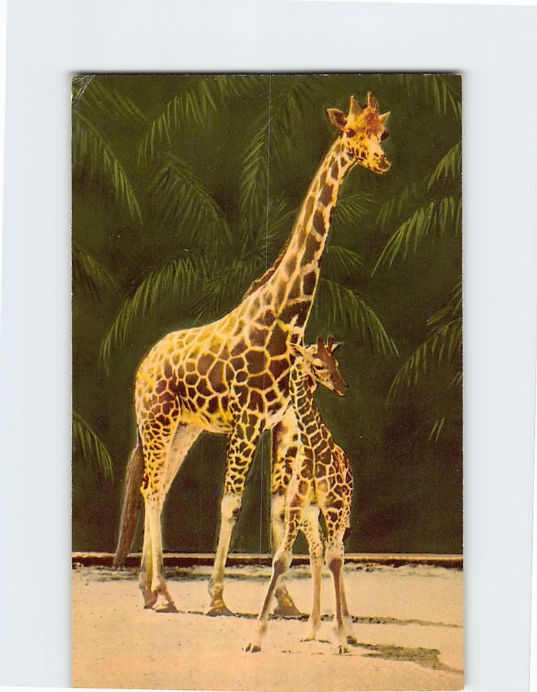 Postcard Giraffe and Baby San Diego Zoo San Diego California USA