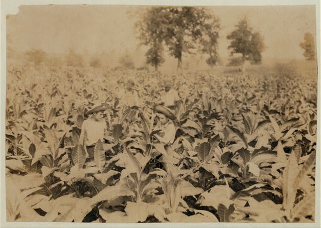 Topping Tobacco,Clark County,Winchester,Kentucky,Child Labor,Roland Lowe,1916,3