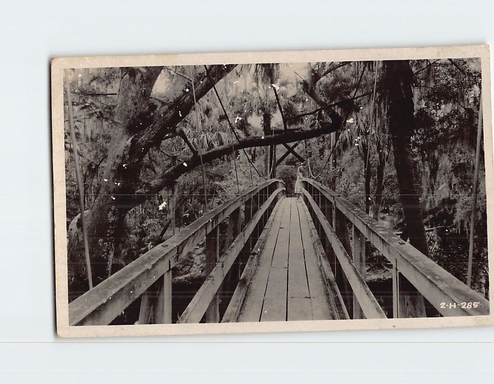 Postcard Suspension Bridge Hillsborough State Park Florida USA