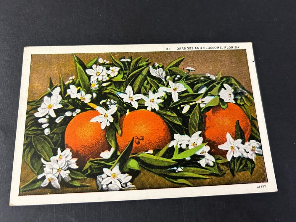 Oranges and Blossoms in Florida Postcard