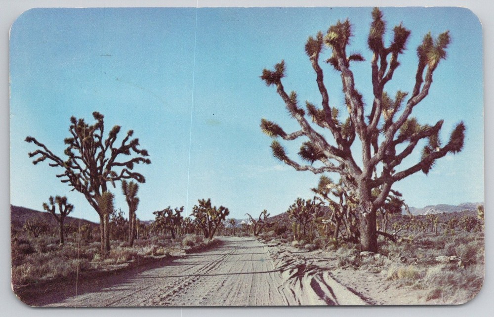 Vintage Joshua Tree National Monument Photo Postcard 1950s Dextone CA Desert