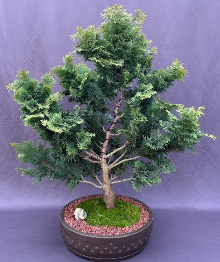 Hinoki Cypress Bonsai Tree Live Chamecyparis Obtusa Nana Gracilis Plant 25