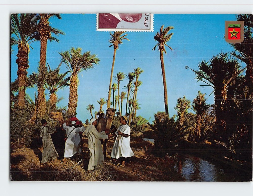Postcard Camels in an Oasis Morocco