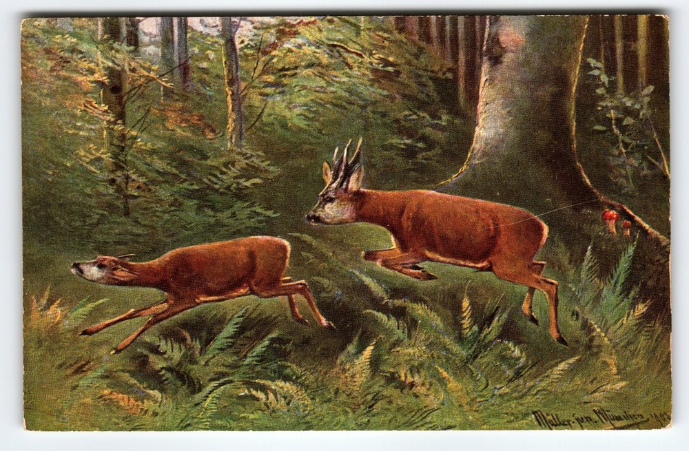 Signed Muller Artist Card Vintage Deer in Forest Scene Postcard