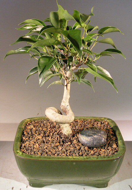 6 yo Oriental Ficus Benjamina Bonsai Tree Indoor Coiled Trunk Purifies Air 6