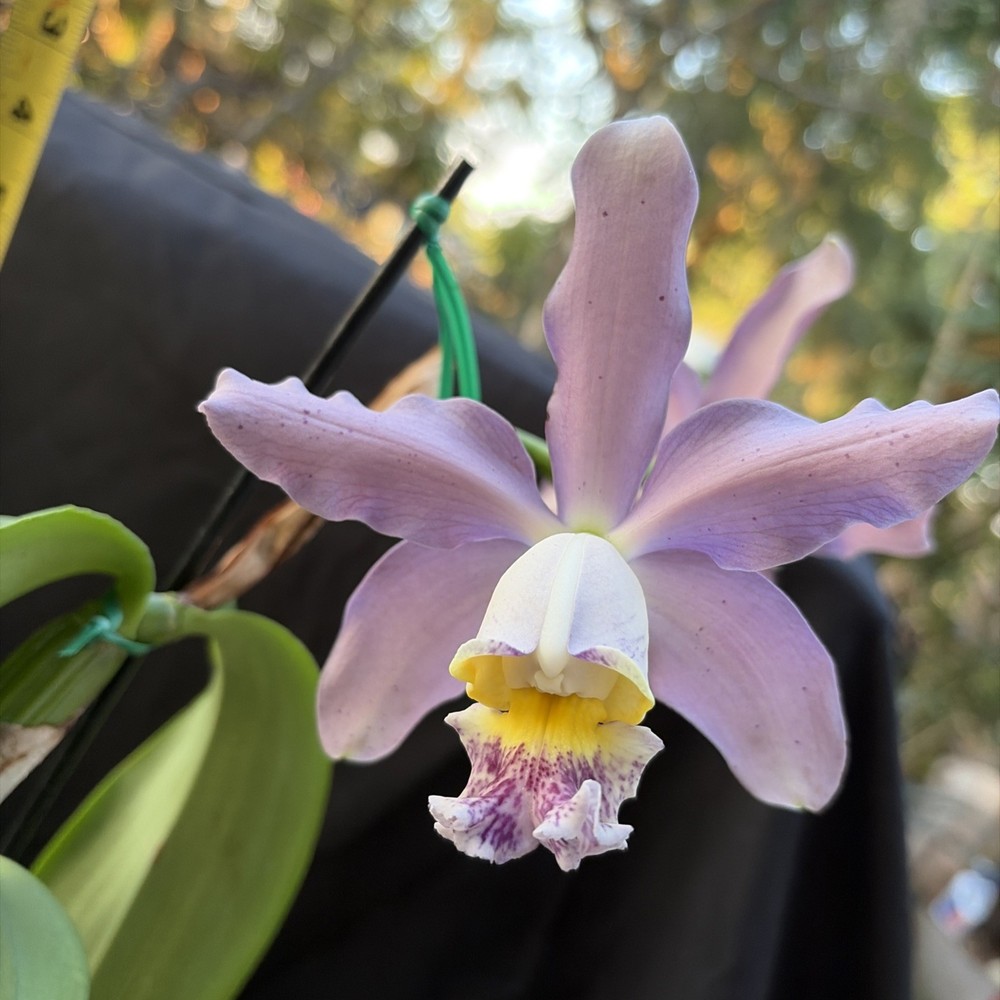 C. Krull Smith F. Coerulea - Blooming Cattleya Orchid Plant 4