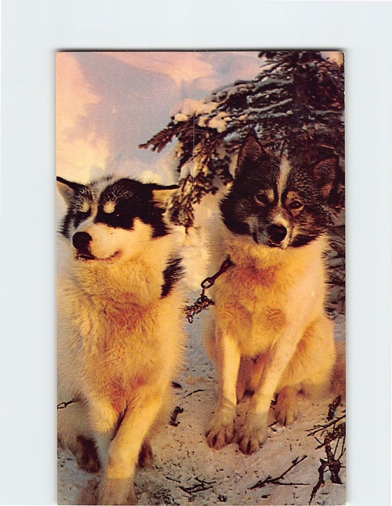 Postcard Alaskan Husky Sled Dogs
