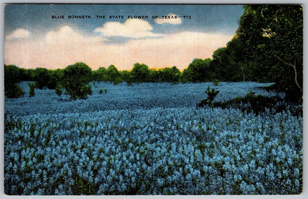 Vtg Linen Postcard Blue Bonnets Wildflower Field Texas 1940s