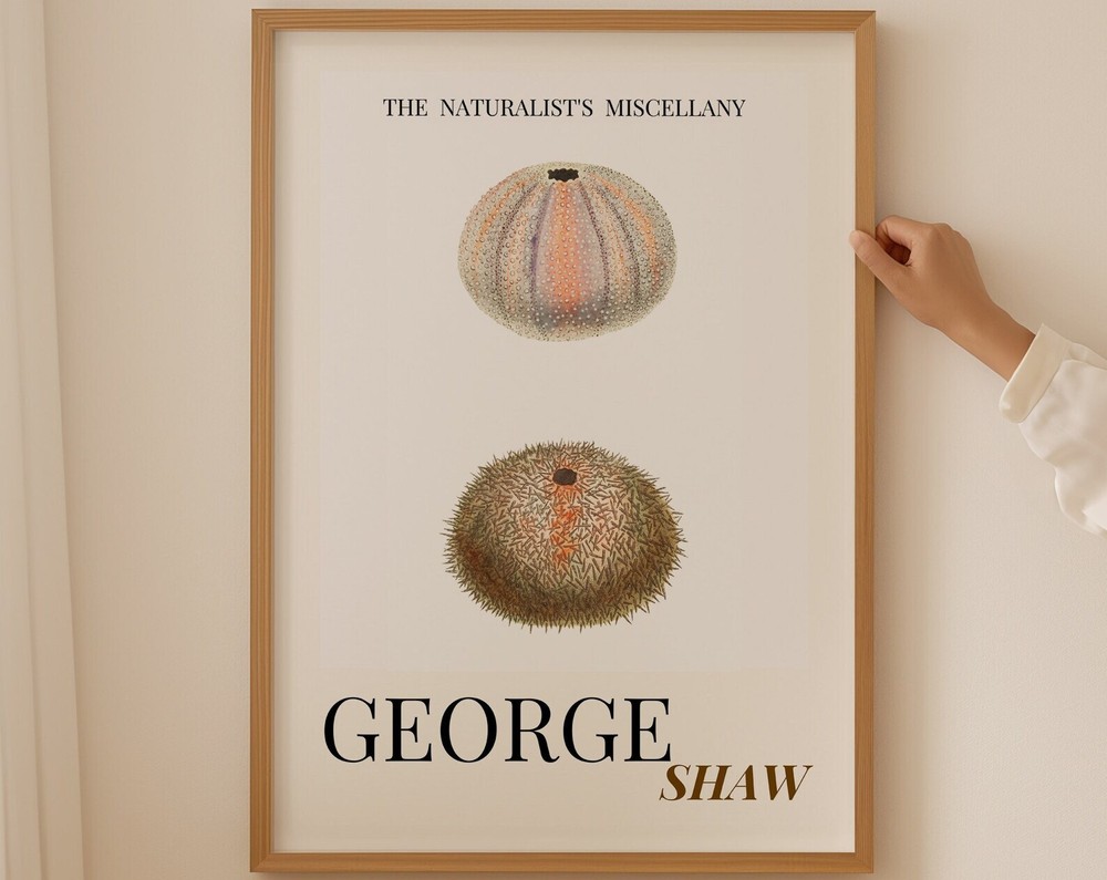 Sea Urchin Shell Coastal Aesthetic Coastal Granddaughter Coastal Art Print