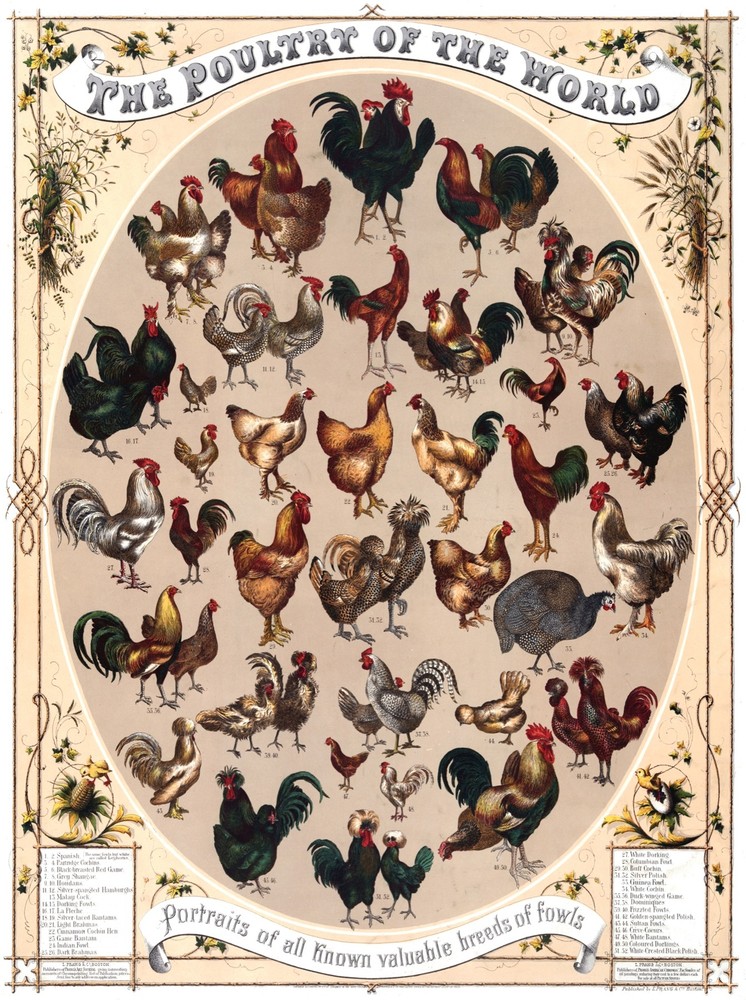 7514.Decoration Poster.Home Room design.Poultry breeds.Chicken of World.School