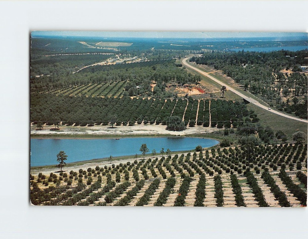 Postcard Citrus groves and lakes Clermont Florida USA