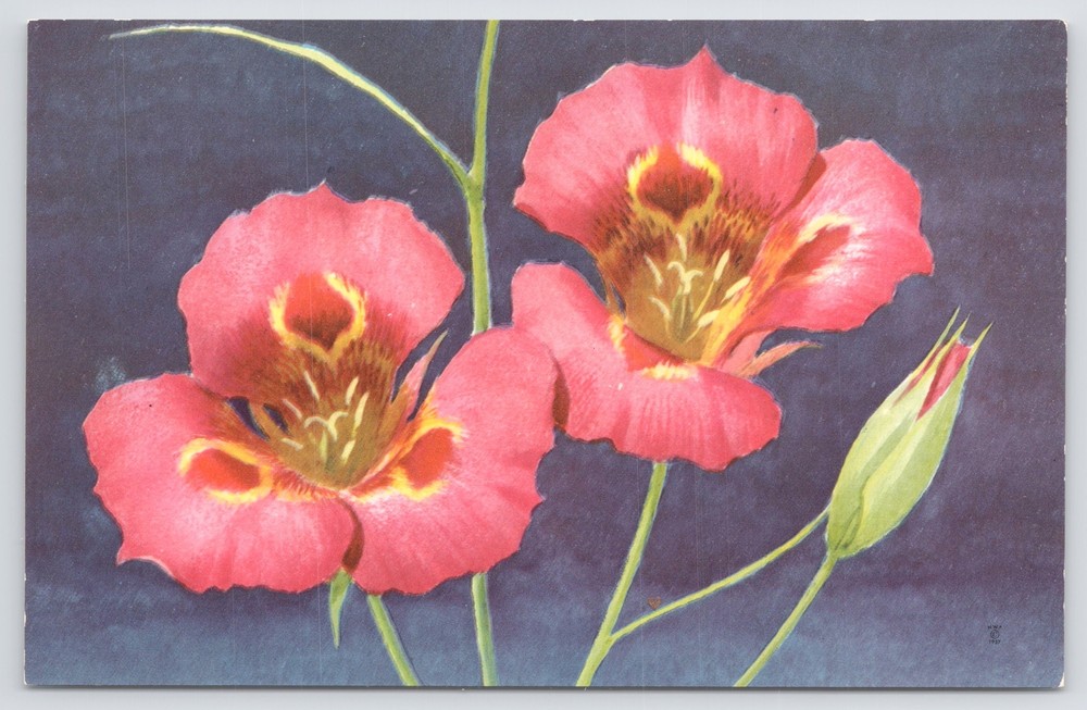 Flowers~Pink Mariposa Lily Painting~Vintage Postcard