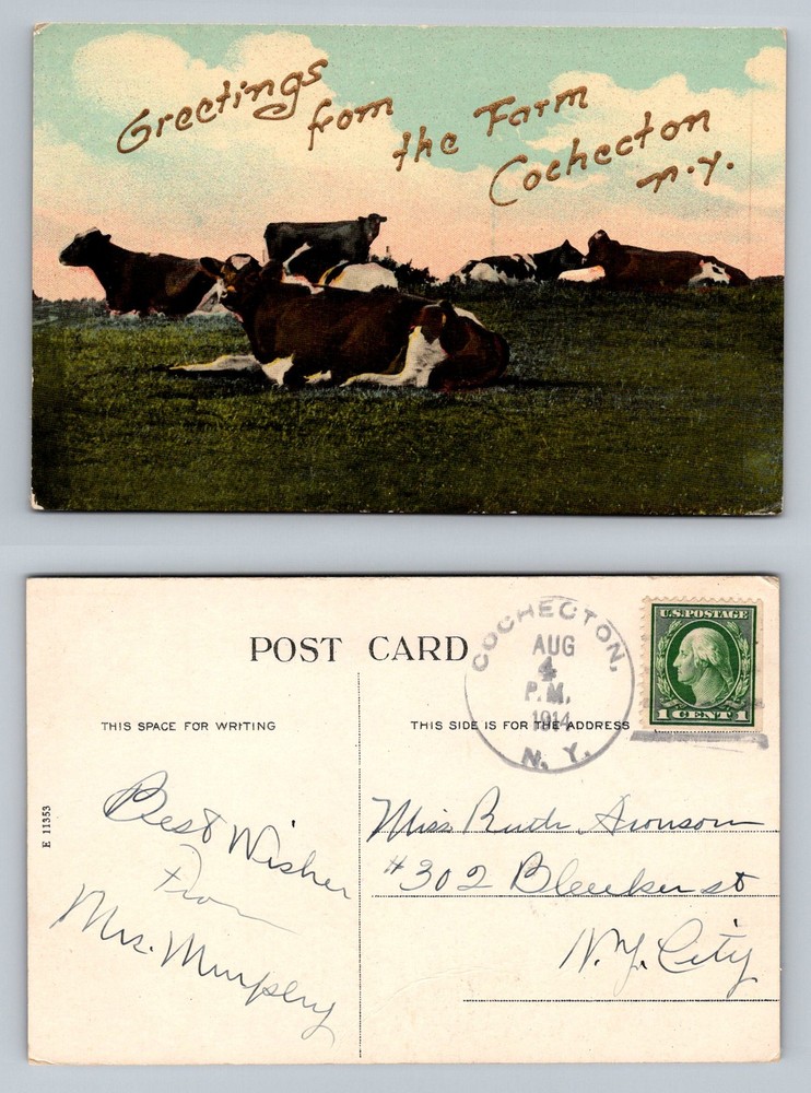 Cochecton, NY-New York, Farm Dairy Cows Pasture Scene Vintage c1914 Postcard