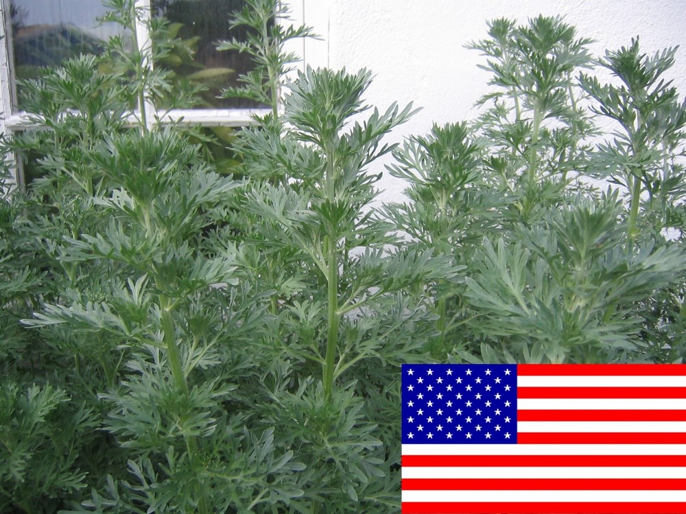 500 Artemisia Absinthium Seeds - Absinthe Wormwood - Medicinal Herbs-image