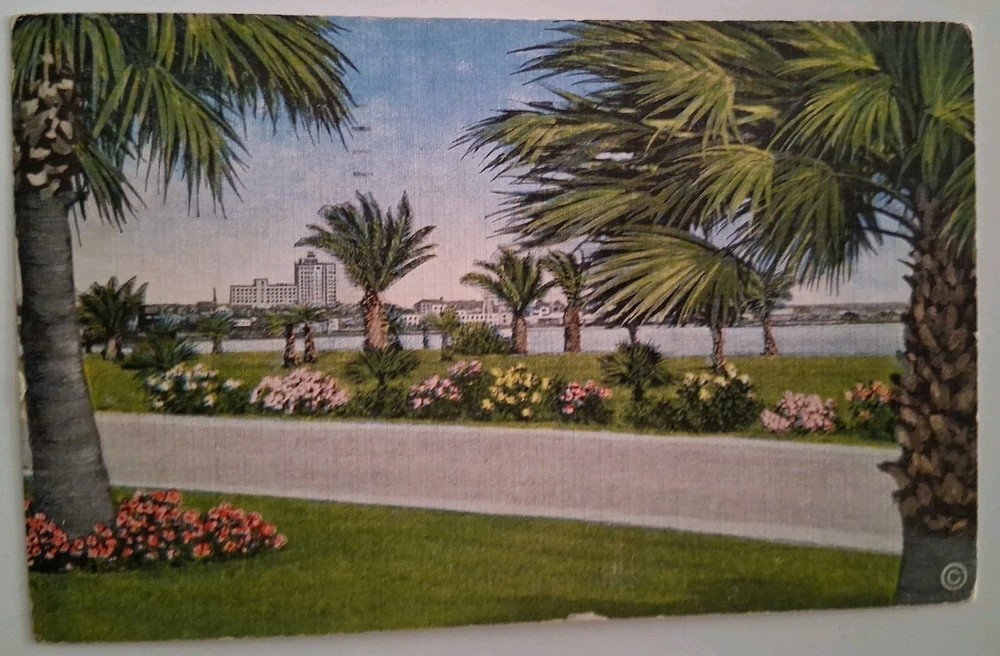 Ocean Drive Scene Corpus Christi TX 1950 Lithograph Postcard