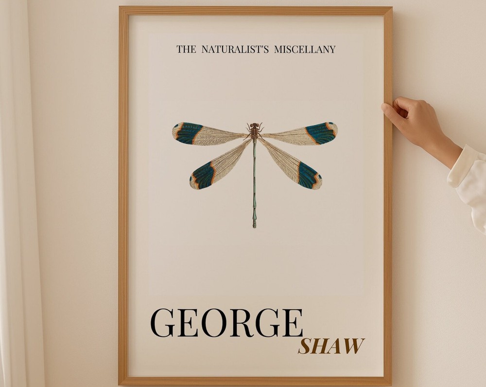 Dragonfly Print Dragonfly Wall Art Botanical Prints Insect Illustration Vintage