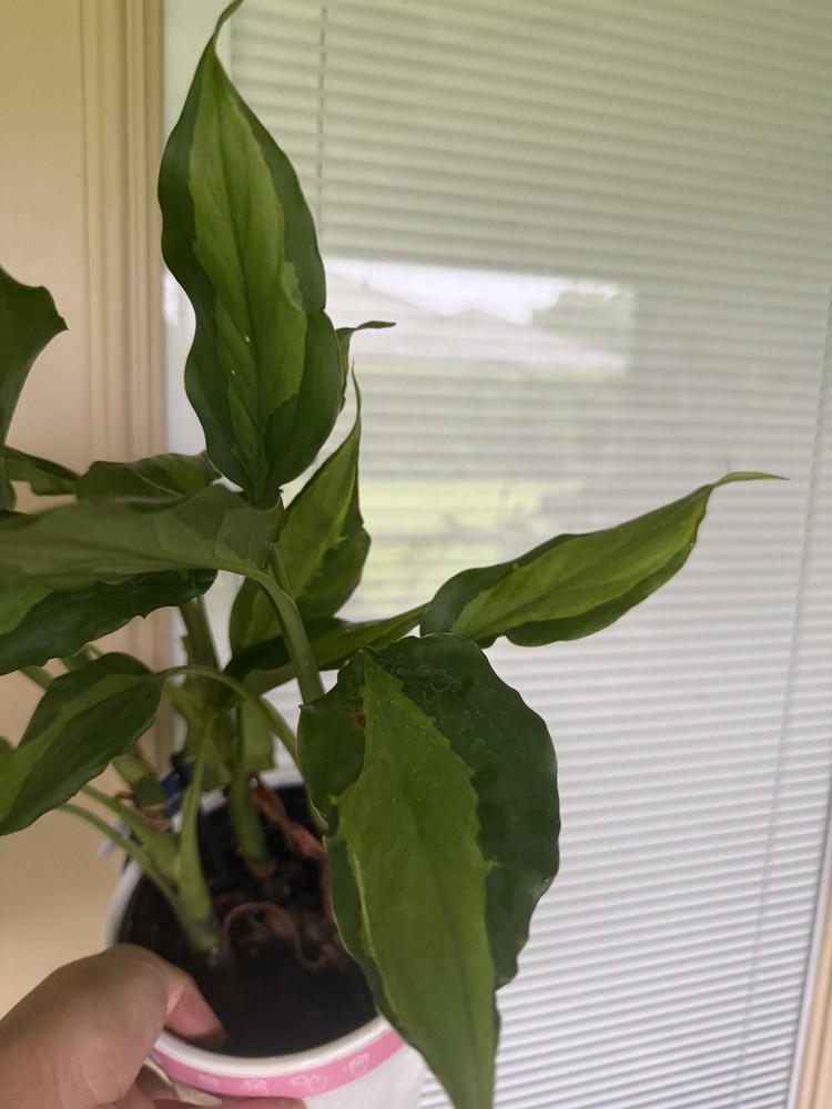 Aglaonema green one plant