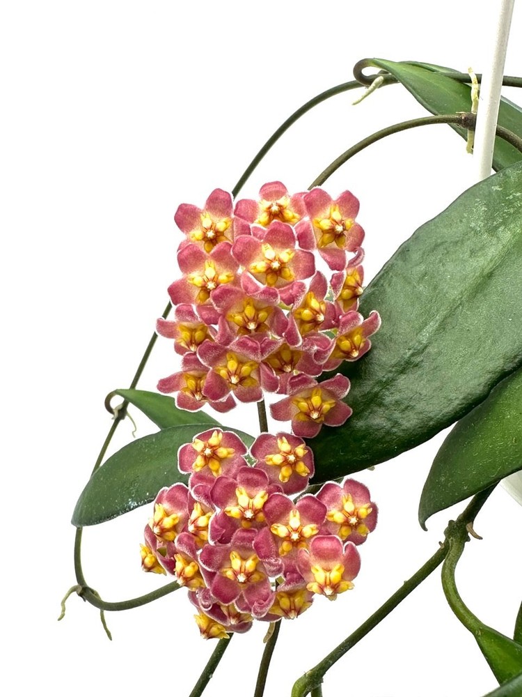 Hoya davidcomminsii Well Rooted Plant