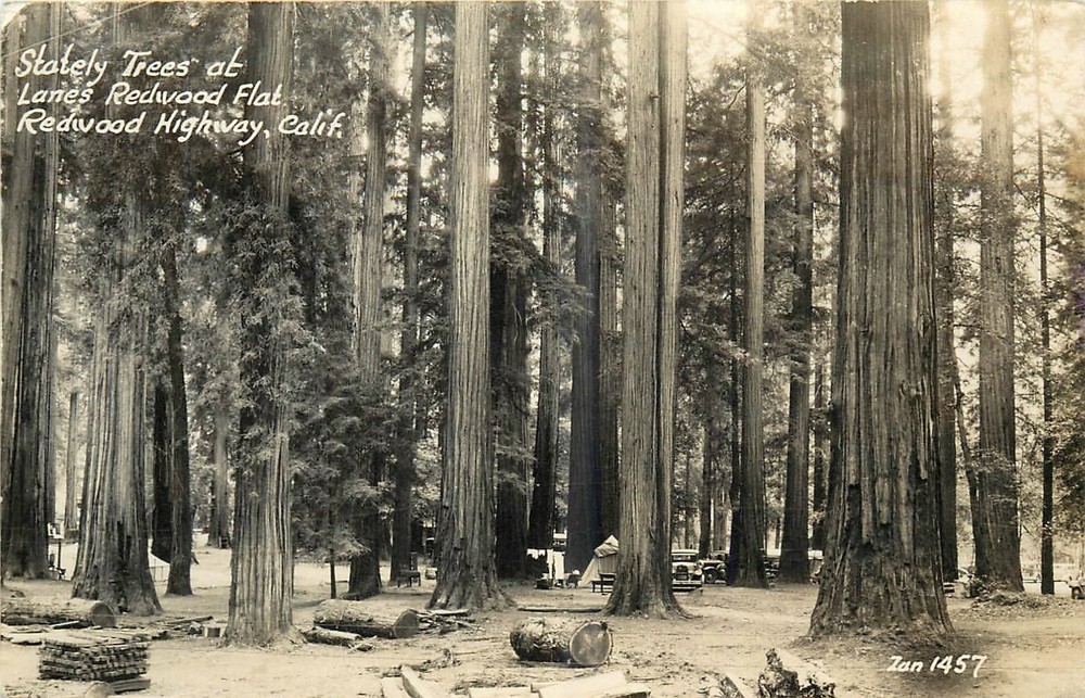 1947 Lanes Redwood Flat California Humboldt Stately Trees RPPC Postcard 26-2823