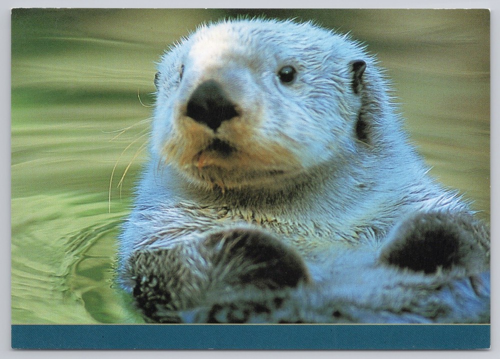 Postcard Sea Otter