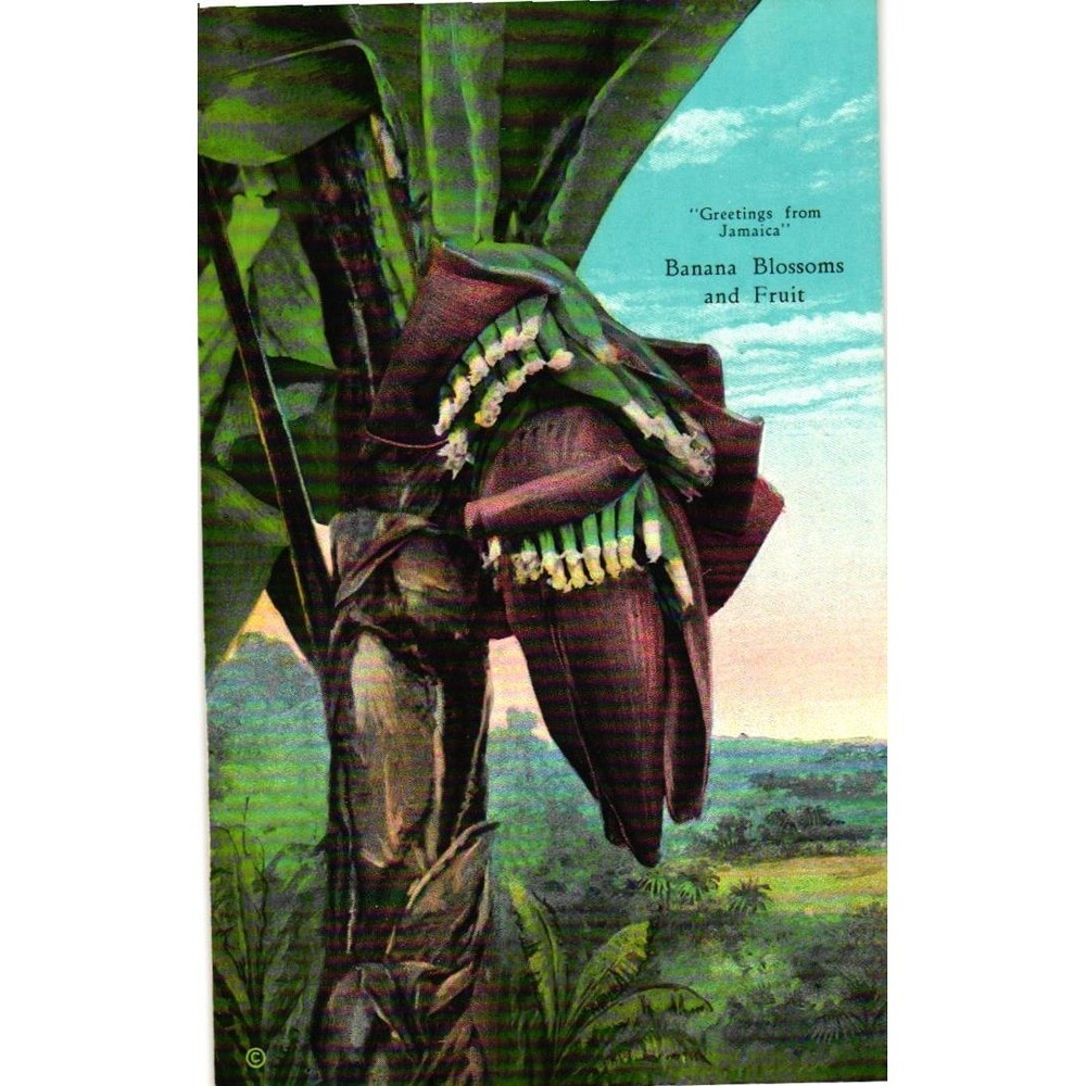 Vintage Jamaica Postcard Banana Blossoms and Fruit Linen Unposted Greetings From