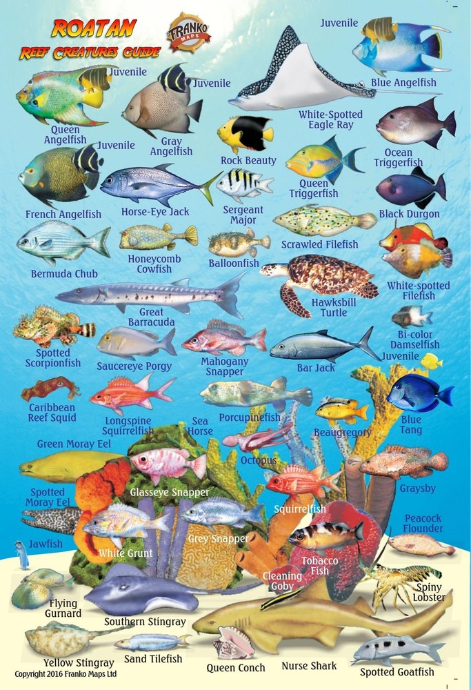 Roatan Bay Islands Honduras Reef Creatures Guide Franko Maps Laminated Fish Card