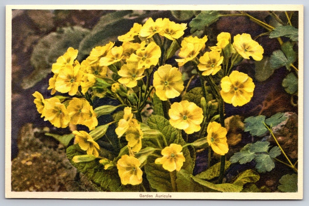 Flowers~Yellow Garden Auricula Closeup~Printed In Switzerland~Vintage Postcard