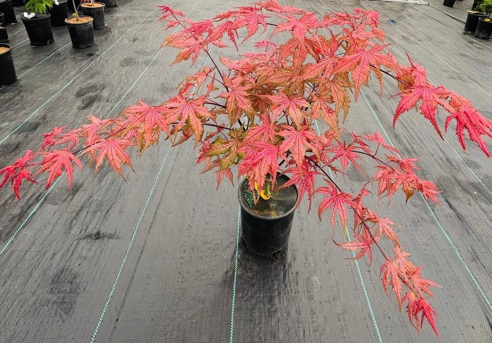 Acer palmatum 'Celebration' (Celebration Japanese Maple)-image