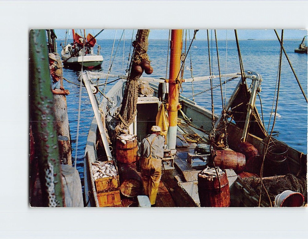Postcard Unloading Fish From a Cape Cod Fishing Boat Massachusetts USA