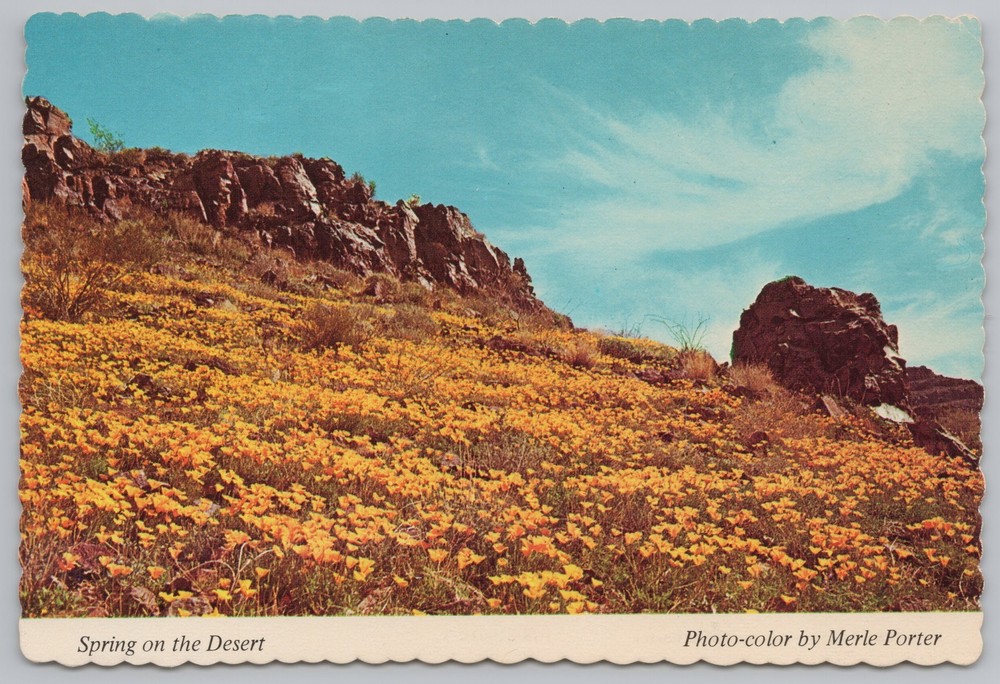 State View~Flowery Desert Scene In The Springtime~Continental Postcard
