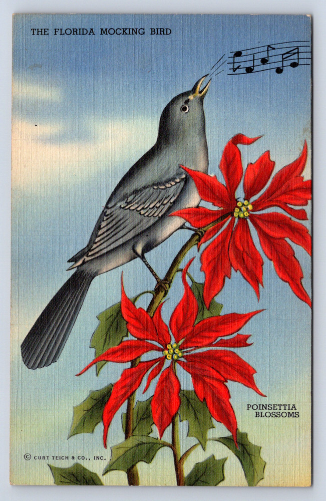 Vintage Postcard Tropical Florida Series Mockingbird Orange Blossom