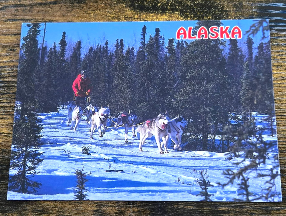 Alaska AK Dog Sled Team Pulling Man Vintage Postcard Winter Scene