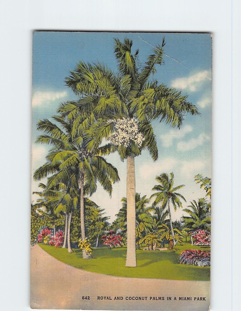 Postcard Royal And Coconut Palms In A Miami Park Miami Florida USA