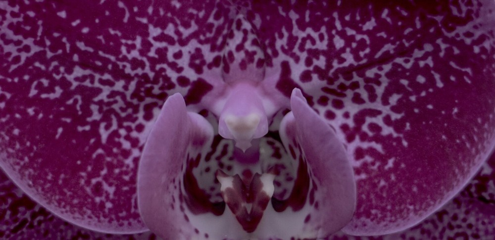 Elegant fine art photography prints for home decor