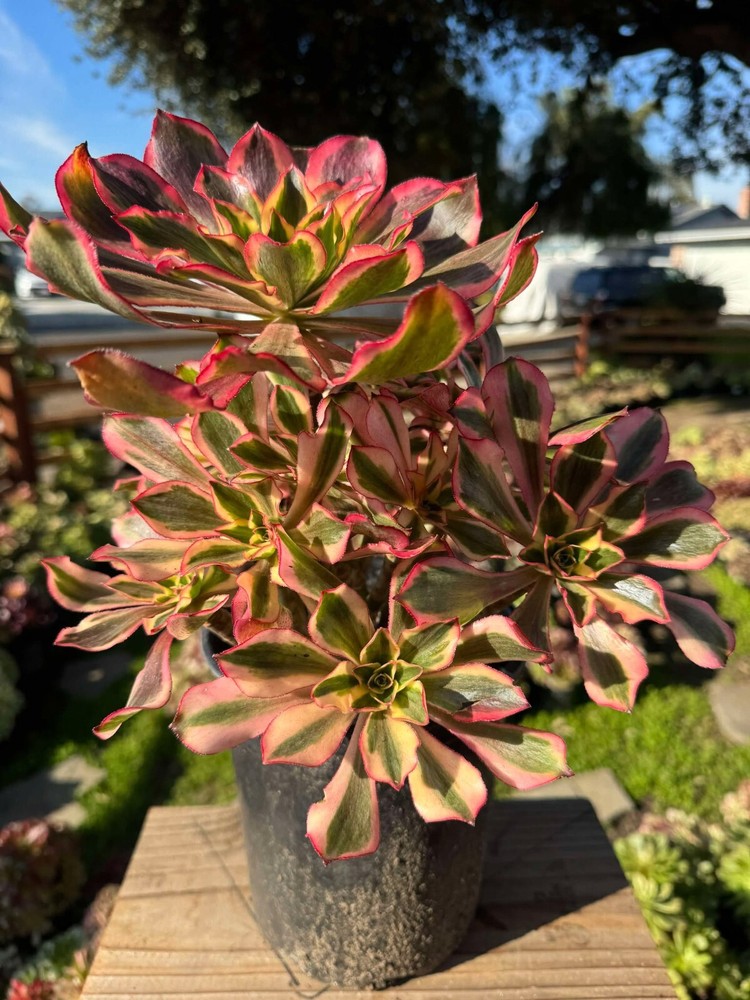 Succulent live plant Aeonium Phantom Office plant Live Plant Home decor Plant