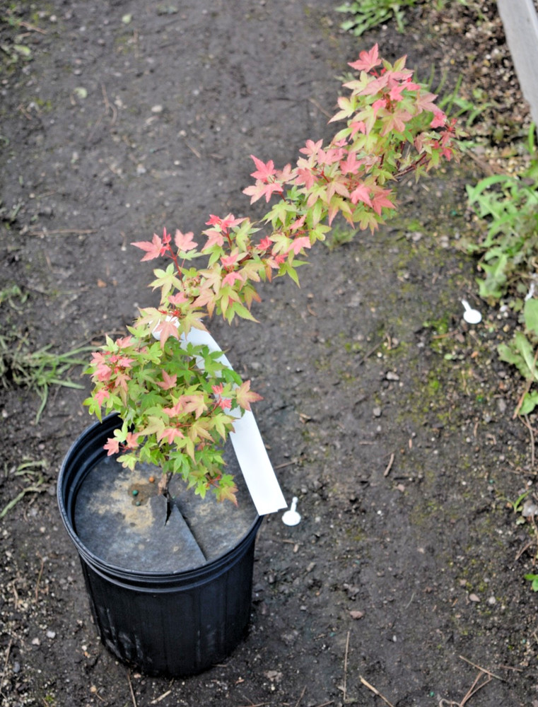 Acer palmatum 'Beni hime' Red Dwarf Japanese Maple 1gal pre bonsai READ DESCRIPT-image