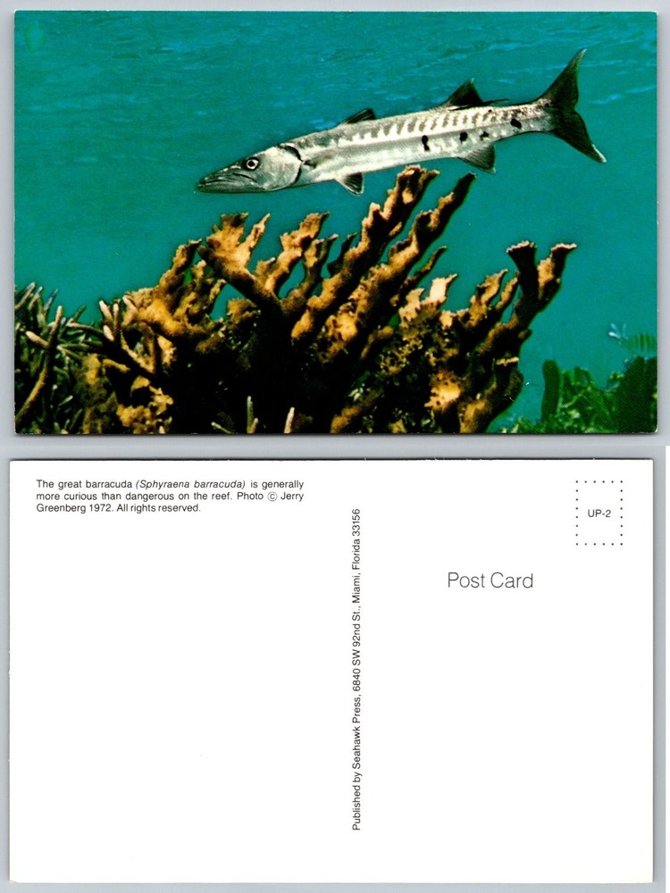 1972 Great Barracuda Fish Underwater Coral Florida Vintage Postcard Jerry