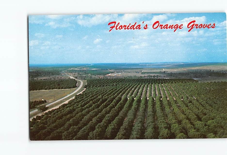 Postcard Aerial View Orange Groves Florida USA