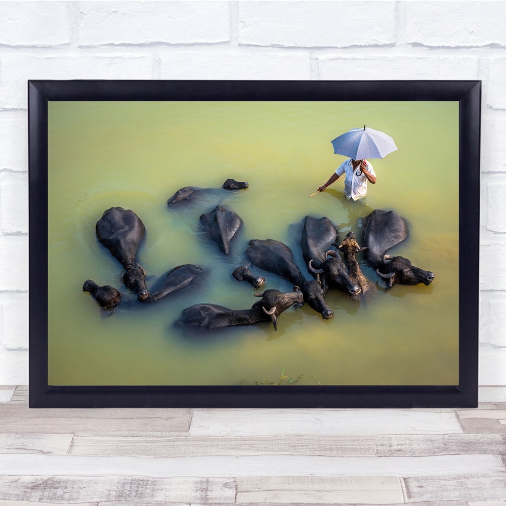 Buffalo Umbrella Animals Water Pond Lake Wall Art Print Decor  