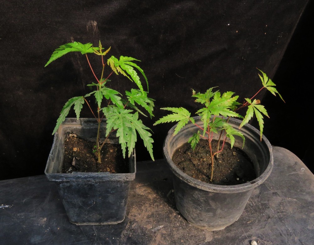 3 Seed-Grown Acer Palmatum Arakawa Rough Bark Japanese Maple Trees-image