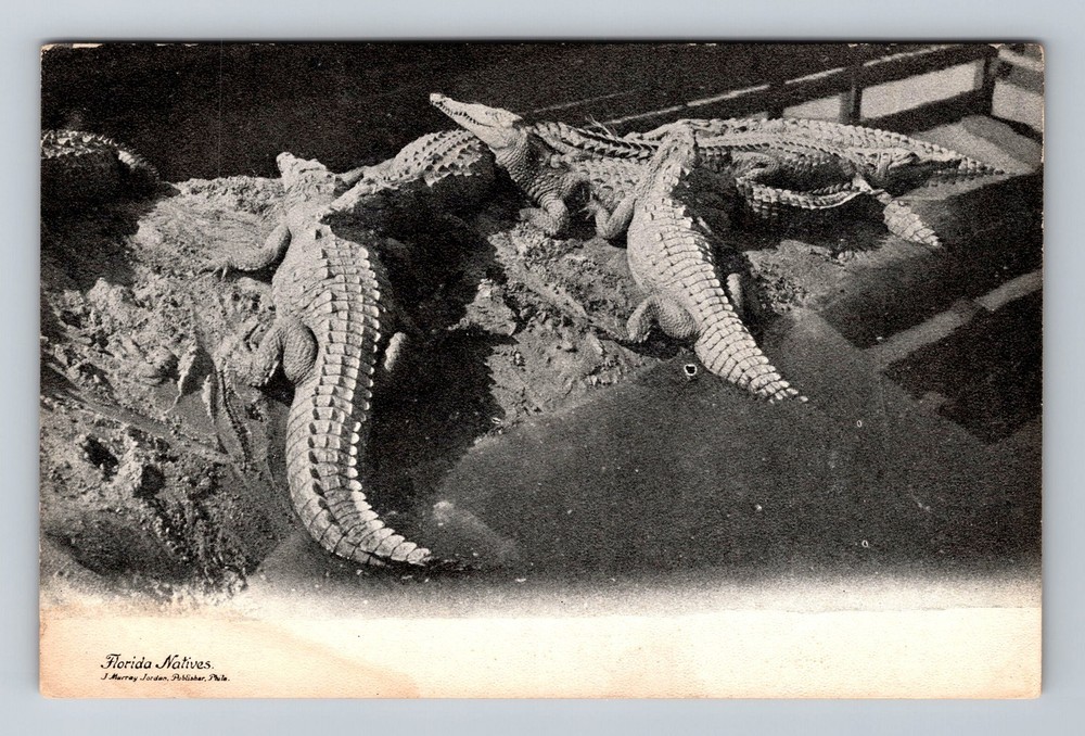 Florida Natives Alligators, Vintage Postcard Souvenir Standard Old Card Postal