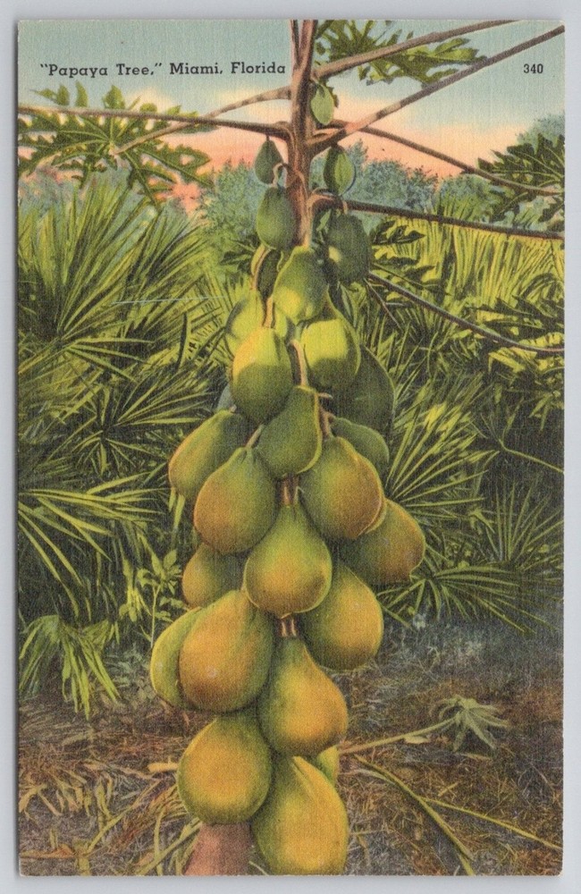 Vintage Tichnor Papaya Tree Miami Florida Linen Postcard 1930s-40s Fruit