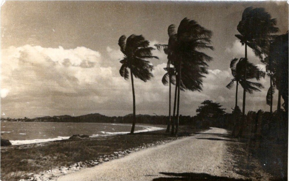 RPPC Hawaii Dirt Road, Shore, Waves Crashing, Palm Trees Real Photo Postcard