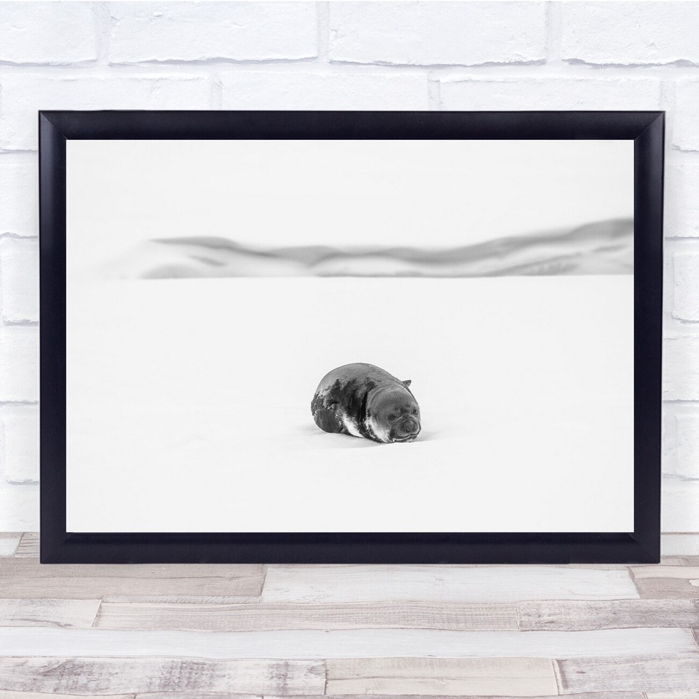 Snowy Seal Alone Black & White Wall Art Print