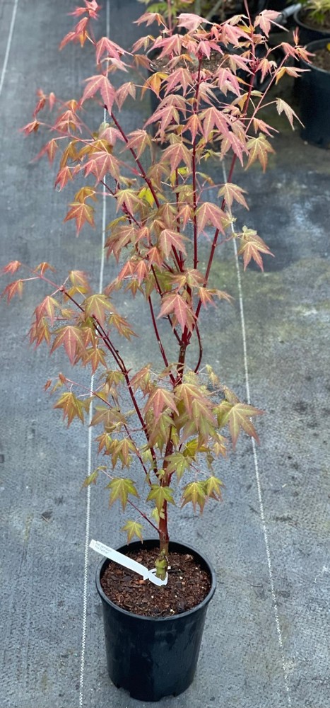 Acer palmatum 'Pink Panther' (Pink Panther Japanese Maple)-image