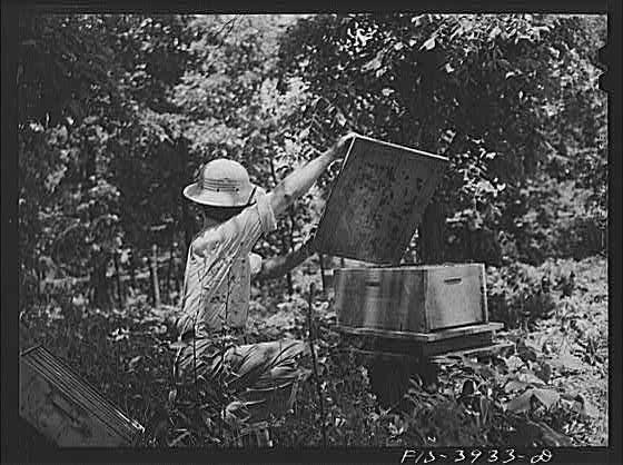 Photo:Lauderdale County Alabama 1930s TVA Worker Measuring Soil Sample