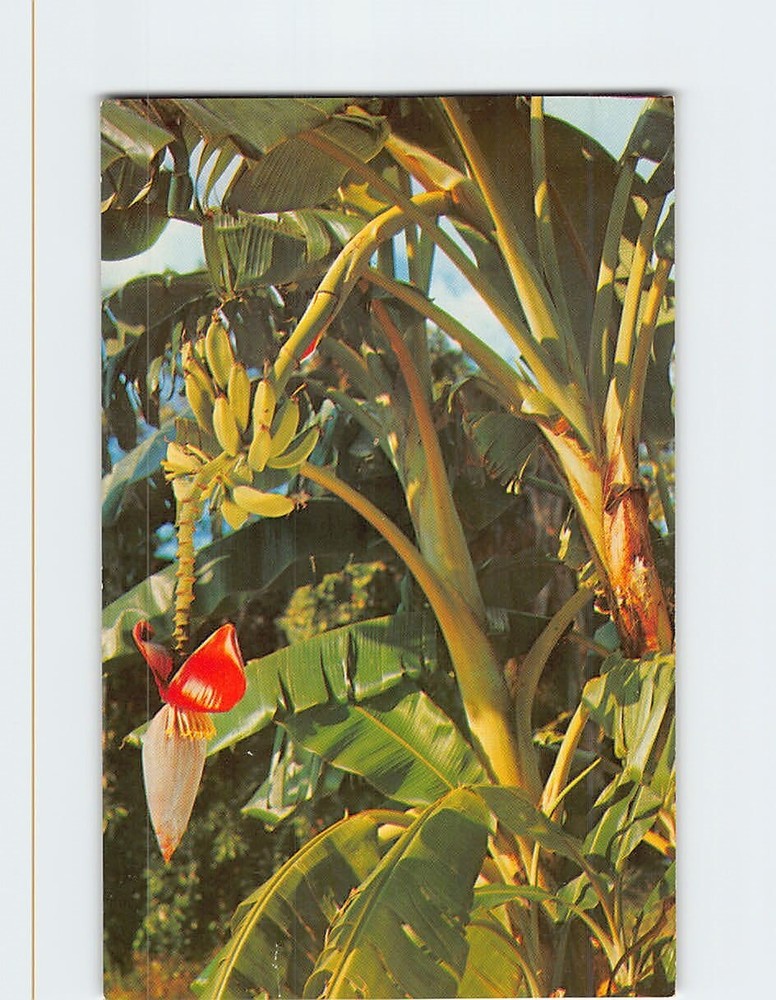 Postcard Banana Tree Growing in Florida USA
