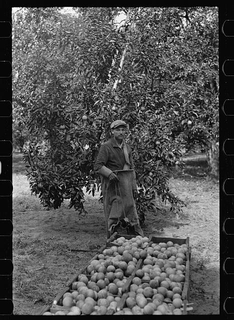 Photo:Polk County Florida Orange Picker 1937 Migrant Worker Citrus Harvest