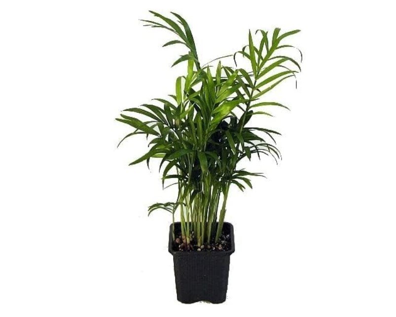 Victorian Parlor Palm Chamaedorea Elegans Bella Air Purifying Houseplant in 4 Inch Pot